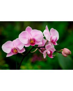 Orchid (NWD Example)
