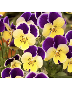 Pansies (Bundles Of 3)